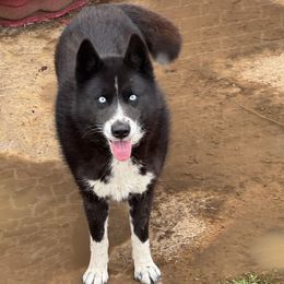 Tryphaena The Queen of Thrace - Black and white female Siberian Husky puppy in Chester, Virginia from Dacogetic