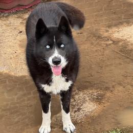 Tryphaena The Queen of Thrace - Black and white female Siberian Husky puppy in Chester, Virginia from Dacogetic