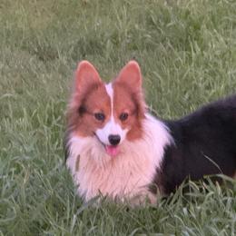 Red -Willie- - Gray and white male American Corgi puppy in Heyworth, Illinois from Schumaker Corgis