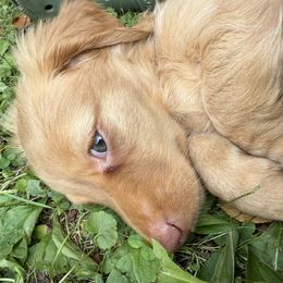 Dachshund Puppies from Hutch hounds