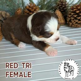 Julie - Red tri female Miniature Australian Shepherd puppy in Jaroso, Colorado from Heaven Sent Aussies