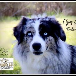 RyLee - Miniature Australian Shepherd
