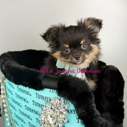 Algor - Black and tan male Chihuahua puppy in Anderson, South Carolina from Lil Treasures Chihuahuas
