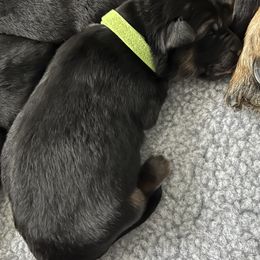German Shepherd Puppies from Zwinger vom Schneider Wald
