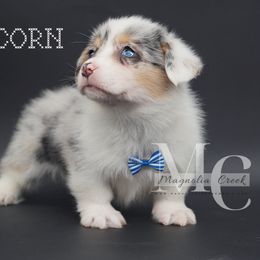 American Corgi and Pembroke Welsh Corgi Puppies from Magnolia Creek Corgis