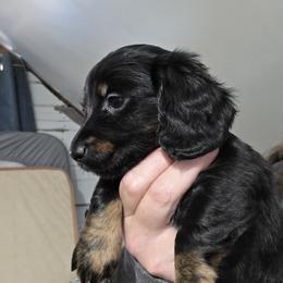 Rosie's black and tan brindle girl - Black and tan Dachshund puppy in Declo, Idaho from Dozendachs
