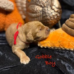 Gobble - Red  male Goldendoodle puppy in Rockville, Minnesota from Bracha Poodles & Doodles
