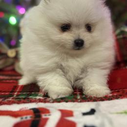Ivory - Cream parti female Pomeranian puppy in New Lenox, Illinois from Illinois Poms