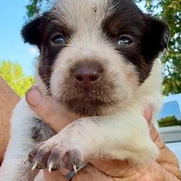 Boy 3 - Blue male Australian Cattle Dog puppy in Morton, Mississippi from Heart K Kennels