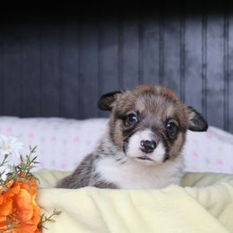 Roger - Sable male Pembroke Welsh Corgi puppy in Morgantown, Pennsylvania from Goldstar Puppies (License Number 18519)