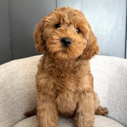 Teal boy - Apricot male Australian Labradoodle puppy in Chelsea, Michigan from Michigan Labradoodles