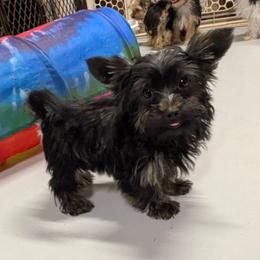 Lucky-(LKN060726-KBM) - Black and gold male Yorkshire Terrier puppy in Gatesville, Texas from KontryKritterz Yorkies