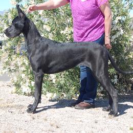 Great Dane Puppies from Dunn Right Ranch