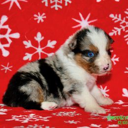 BLUE MERLE MALE 2 - Blue merle male Australian Shepherd puppy in Douglas, Georgia from Smooreaussies