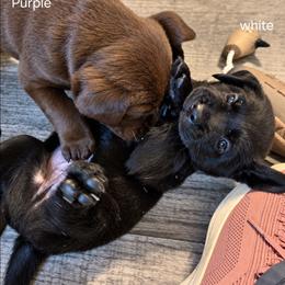 Cappuccino - Black male Labrador Retriever puppy in Hurricane, Utah from Mahmen's Meadow Retrievers