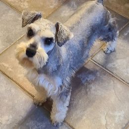 CC - Miniature Schnauzer