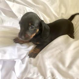 Girl 2 - Black and tan Dachshund puppy in Silver Springs, Florida from DeMarsh's Dachshunds