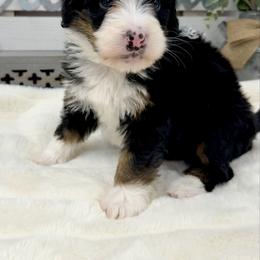 Chocolate Chip - Tri-color female Bernedoodle puppy in Hegins, Pennsylvania from Bubbling Springs Doodles, LLC