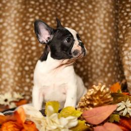 Rhysand - Brindle and white male French Bulldog puppy in Twin Falls, Idaho from Whispering White Pines Labradors