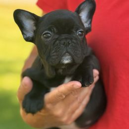 Skip - White and brindle male French Bulldog puppy in Dalton Gardens, Idaho from North Idaho Frenchies