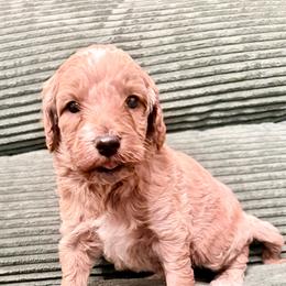 Puppy 6 - Apricot female Irish Doodle puppy in Bloomfield, Iowa from Schooley Doodles
