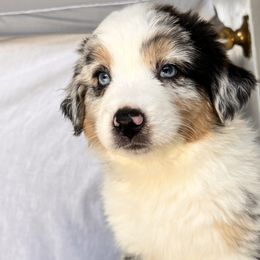 Tulip - Blue merle Australian Shepherd puppy in California from Aussmazing Aussies