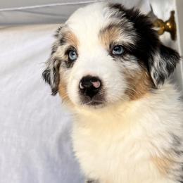 Tulip - Blue merle Australian Shepherd puppy in California from Aussmazing Aussies
