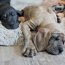 Great Dane Puppies from Northwood Euro Danes