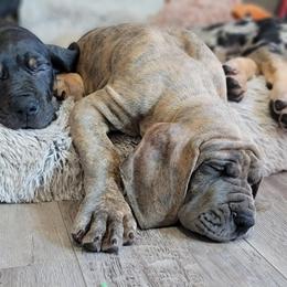 Great Dane Puppies from Northwood Euro Danes