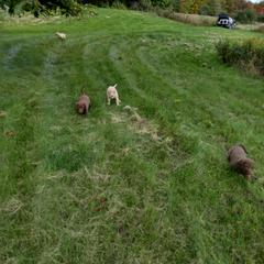 Chesapeake Bay Retriever Puppies from GemiLamb Gun Dogs