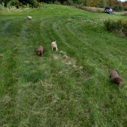 Chesapeake Bay Retriever Puppies from GemiLamb Gun Dogs