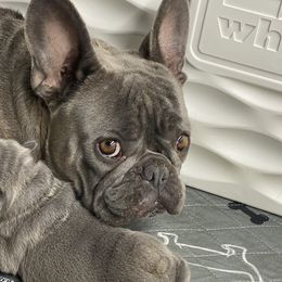 Stormy - French Bulldog