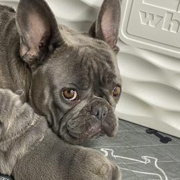 Stormy - French Bulldog