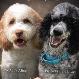Saint Berdoodle puppies from ProAct Canines