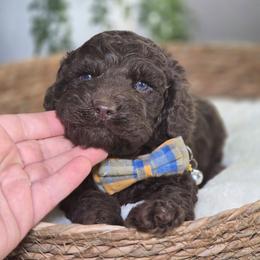 Waylon - Brown male Cockapoo puppy in Hartville, Missouri from Petty Paws