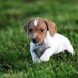 Dachshund Puppies from Tygart Creek Dachshunds