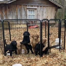 Goldendoodle Puppies from Golden Cuddle Pups