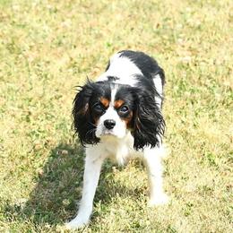 Knight - Cavalier King Charles Spaniel