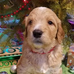 Bernedoodle, Goldendoodle, and Poodle Puppies from Granton Creek