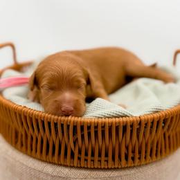 Carmel - Apricot female Goldendoodle puppy in North Carolina from Tuxedo Mountain Doodles