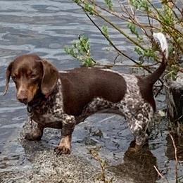 Dachshund All Grown Up from Sleeping Giant Miniature Dachshunds