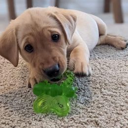Labrador Retriever Puppies from Sycamore Kennels
