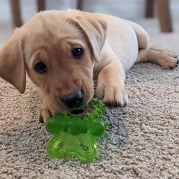 Labrador Retriever Puppies from Sycamore Kennels