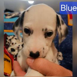 Blue - White and black male Dalmatian puppy in Adamstown, Maryland from Sprinkled with Hearts Dalmatians