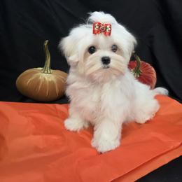 Lincoln - White male Maltese puppy in Mercer, Pennsylvania from Stone Ridge Maltese