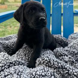Lilac Girl - Black female Labrador Retriever puppy in Colorado from Albrecht Farms Labrador Retrievers