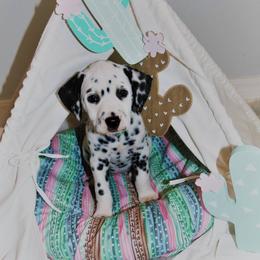 Dalmatian Puppies from Snow Dalmatians