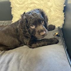 Boykin Spaniel Puppies from White Acres