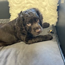 Boykin Spaniel Puppies from White Acres