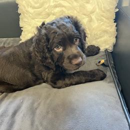 Boykin Spaniel Puppies from White Acres